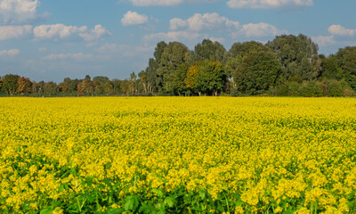 Feld mit blühenden Senfpflanzen