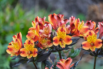 Inkalilien (Alstroemeria)