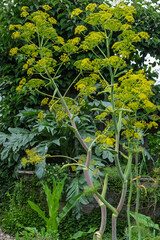 Riesenfenchel (Ferula communis), Blütenstand