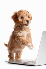 ノートパソコンを操作するような子犬の姿
