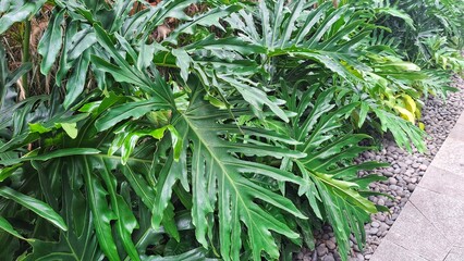 Tropical green philodendron plants growing lushly beside a pebble stone pathway, creating a natural and refreshing garden atmosphere. The large split leaves and vibrant foliage make a perfect backgrou
