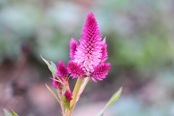 ノゲイトウ　Silver cock's comb © maaagram