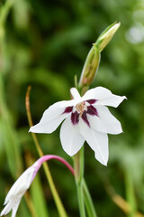 Fototapeta premium アビシニアングラジオラス Abyssinian Gladiolus