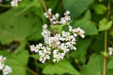 シャクチリソバ　Perennial Buckwheat