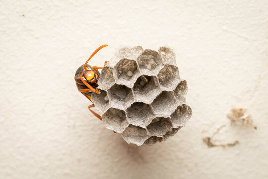 Australian Paper Wasp (Polistes humilis) and nest, Canberra, ACT, October 2025