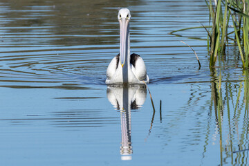 Australian pelican (Pelecanus conspicillatus), Jerrabomberra Wetlands, ACT, October 2025