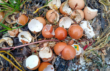 Scattered Broken Eggshells on dark organic ground. This Broken Eggshells image is perfect for composting, bio-waste, or farm decay concepts.