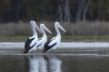 Australian pelican (Pelecanus conspicillatus), Corunna Lake, NSW, August 2025