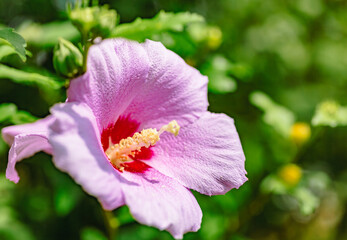 ムクゲの花2ー2