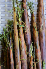 Fototapeta premium Several bamboo shoots (takenoko) harvested for consumption.