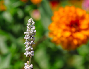 サルビアファリナセアの花2ー