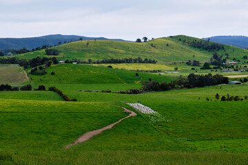 Rolling hills in the Yarra Valley - Yering, Victoria, Australia