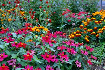 色彩豊かなガーデニング　エキナセア　千日紅