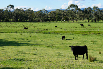 Grazing cattle on green pastures - Yering, Victoria, Australia