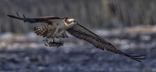 An osprey gracefully ascends with a fish in its talons, showcasing its hunting prowess against a backdrop of shimmering water. A stunning capture of wildlife in action, perfect for nature lovers.