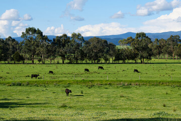 Grazing cattle on green pastures - Yering, Victoria, Australia