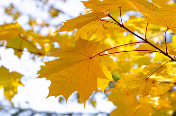 Golden Yellow Maple Leaves on Tree Branch in Autumn Sunlight
