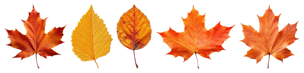 Fototapeta premium PNG Vibrant autumn leaves collection, element set on transparent background