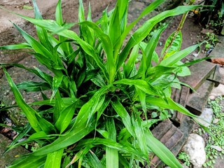 Suji leaves or Dracaena angustifoli are quite popular plants in Asian countries, especially Indonesia