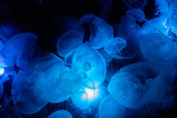 jellyfish in the blue water © Emma