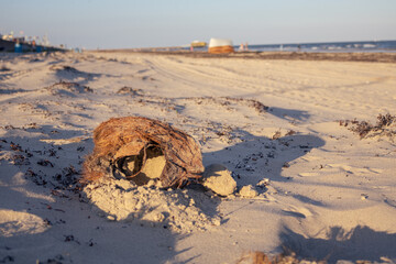 Coconut in sand