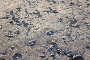 Seashells in sand