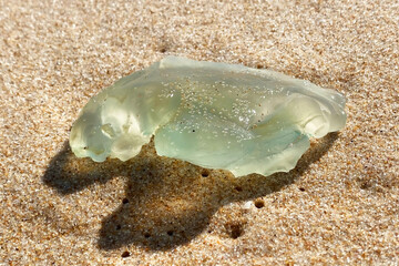 Jellyfish on the beach, close-up of a jellyfish