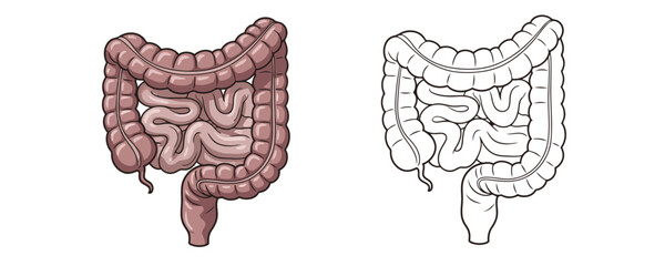 Medical illustration showing large and small human intestines in two styles: a colored version and a black and white line art outline