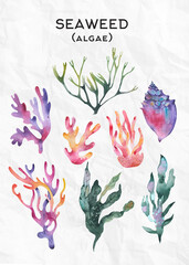 Coral and seaweed watercolor set