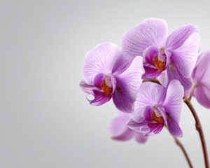 Obraz premium Delicate Pink Orchids On Light Grey Background
