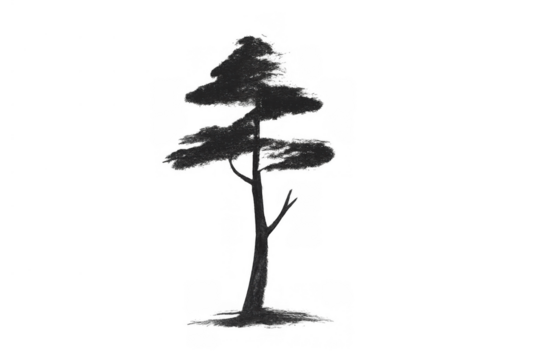 Pine tree silhouette on transparent background, isolated conifer graphic element, nature design