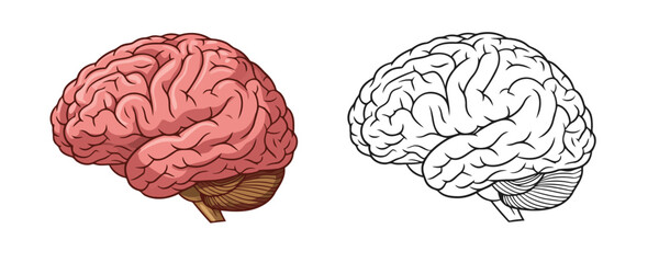 Medical illustration showing the human brain in two styles: a detailed colored version and a black and white line art outline on a white background