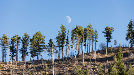 Tall pine trees stand in quiet silhouette as the silver moon rises gently over the rugged horizon of the Colorado Rockies