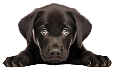 PNG Black cobberdog pup mammal animal puppy.