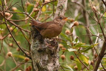 Southern House-Wren on a branch