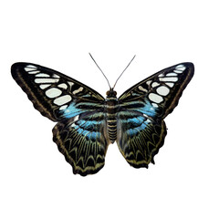 Malaysian Blue Clipper. The Clipper (Parthenos sylvia) is a butterfly found in South and South-East Asia. 