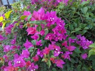 Obraz premium flowers in the garden