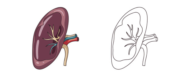 Medical illustration showing the human spleen with vessels in two styles: a colored version and a black and white line art outline on white