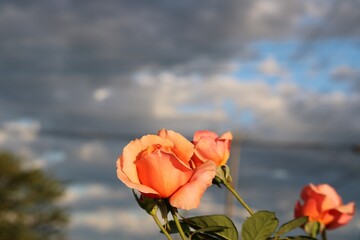 秋の曇り空とバラの花
