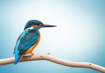Obraz premium Striking portrait of a colorful kingfisher with brilliant blue and orange plumage.