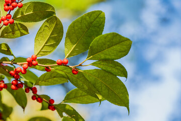 Red berries and green leaves branch under natural sunlight