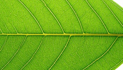 Close-up of Translucent Green Leaf Venation Backlit