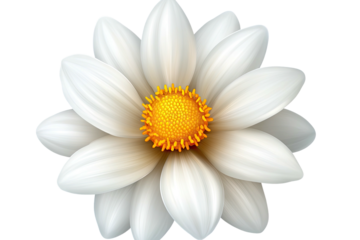 Radiant flower with white petals and a bright yellow center