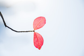 Minimal Red Leaves on Thin Branch with White Background