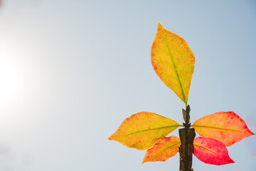Two-tone autumn leaves branch under soft sunlight