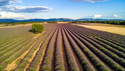 Aerial View of Lavender Fields at Sunset