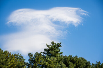 White Lenticular Clouds Floating Above Pine Tree Line under Clear Blue Sky