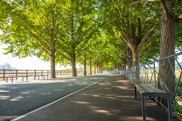 Tree Lined Ginkgo Avenue with Wooden Walkway and Benches