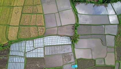 Aerial View of Rice Paddies with Geometric Patterns
