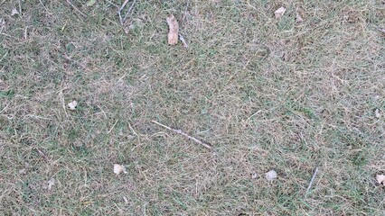 Dry grass texture